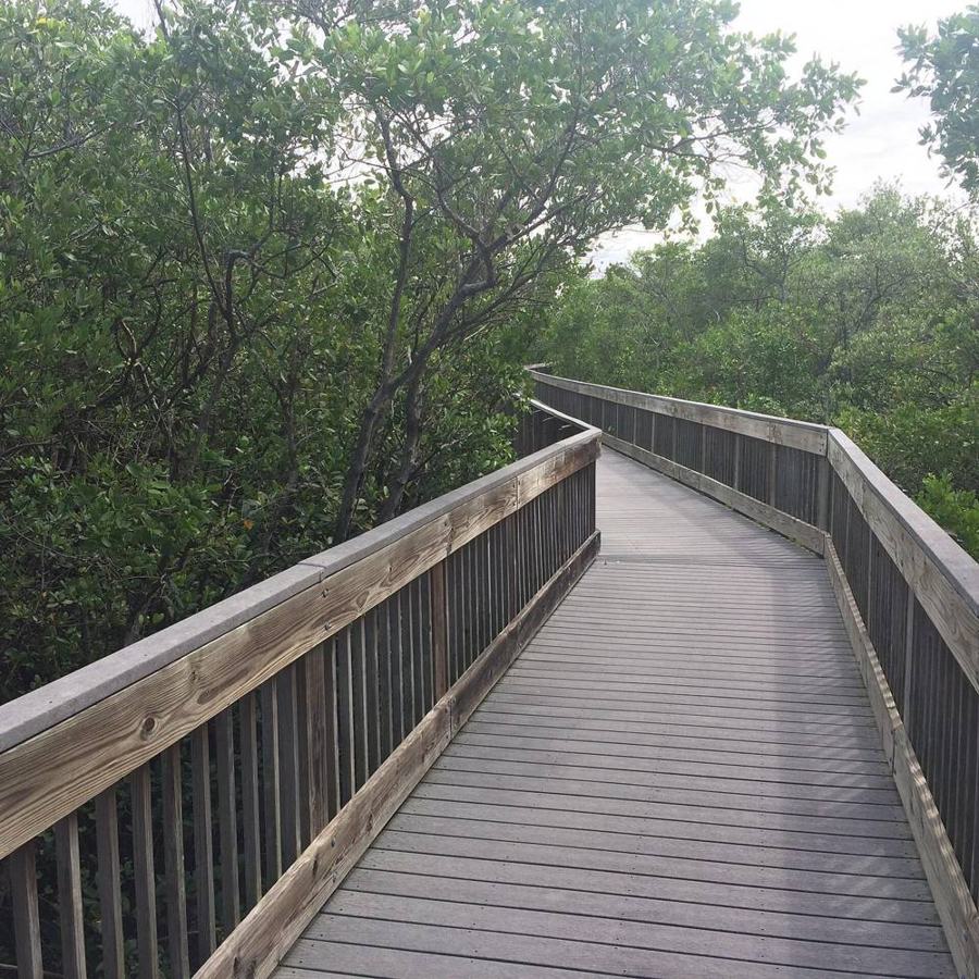 Elevated boardwalk through mangroves at Weedon Island Preserve